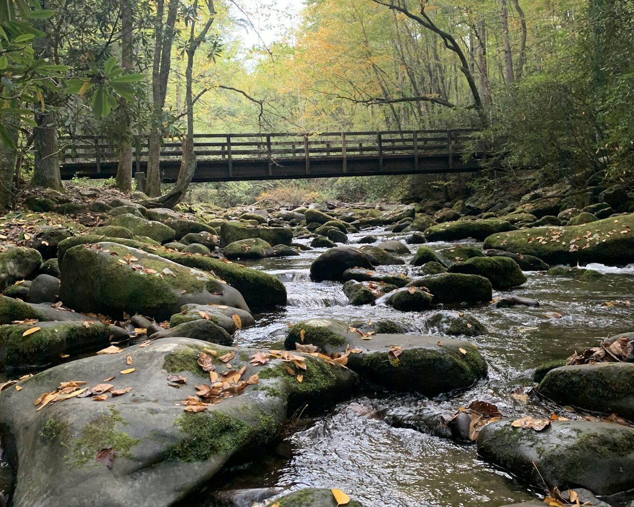 A clear mountain creek running over mossy stones beneath a wooden footbridge on the Fiery Gizzard Trail