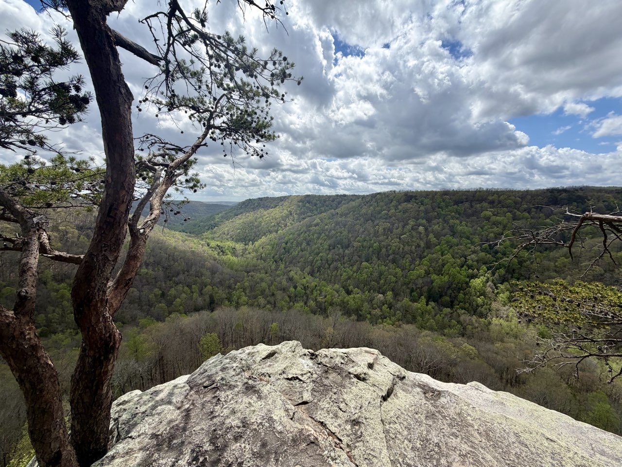 The view from Raven Point overlook on the Fiery Gizzard Trail: a weathered Eastern red cedar on the rocky point above a forested Tennessee gorge